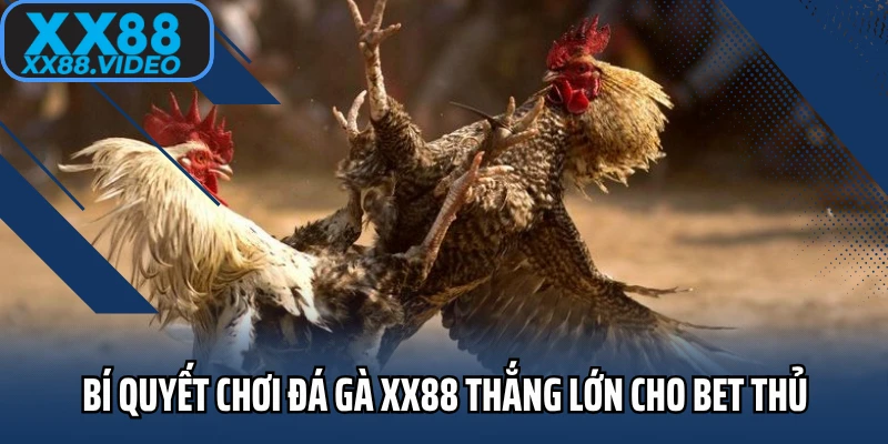 Bí quyết chơi đá gà XX88 thắng lớn cho bet thủ